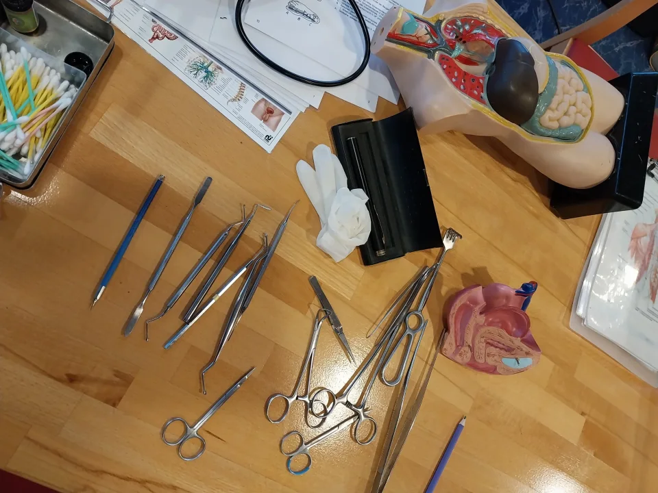 Arbeitsmaterialien und anatomische Modelle