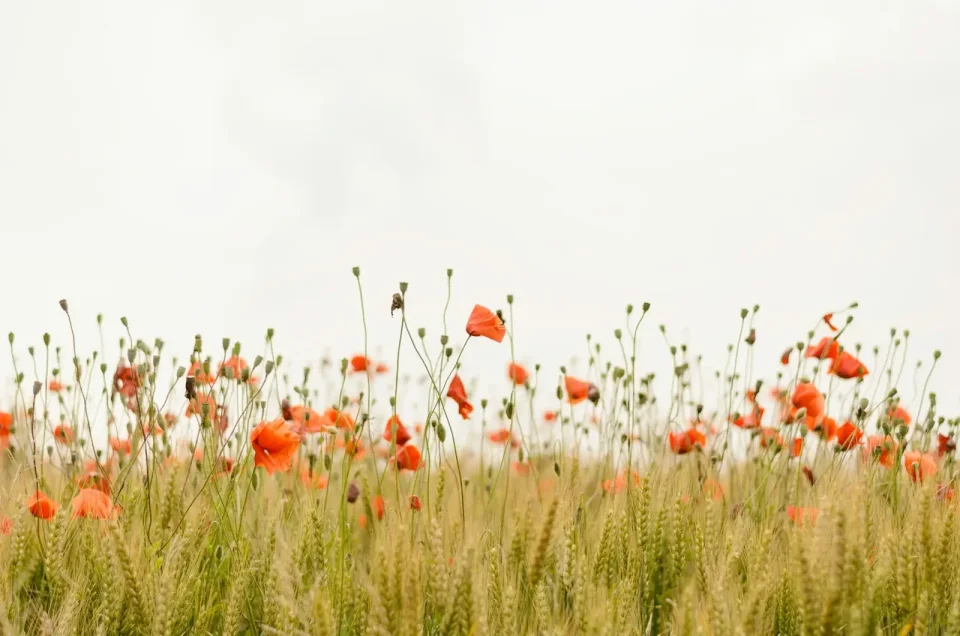 Mohnblumen auf einem Feld